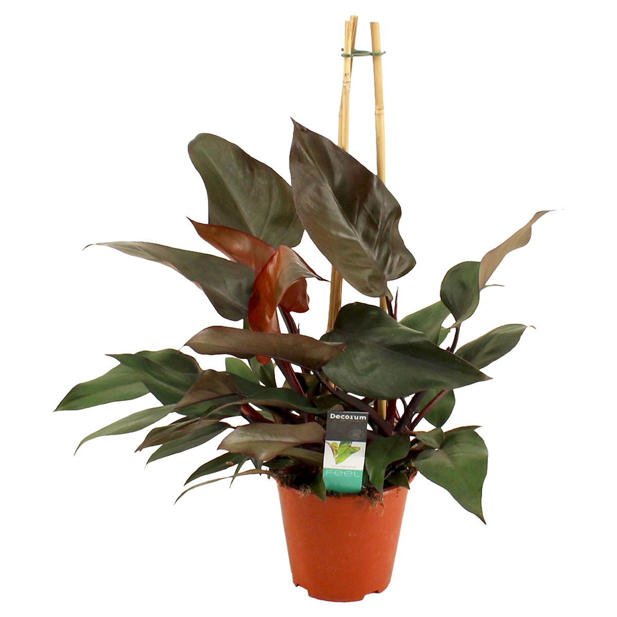 Philodendron 'ruby' forme pyramidale - plante d'intérieur en pot de pépinière ⌀19 cm - ↕65-75 cm