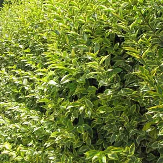 Troène de californie pot de 2l/3l