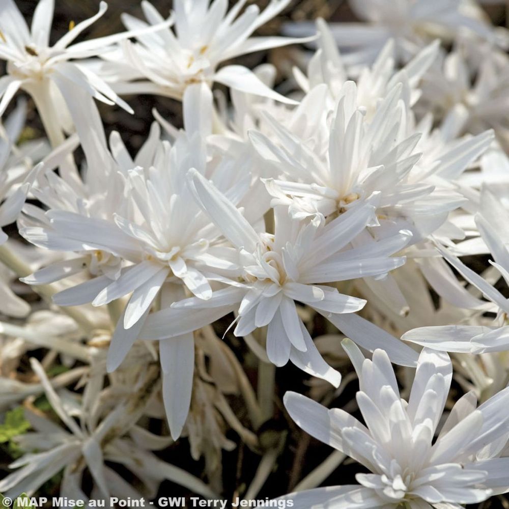 Colchique d'automne 'alboplenum' bulbe calibre 13+