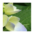 Hortensia scandens renaissance®/hydrangea scandens renaissance®[-]pot de 1,5l - 20/50 cm