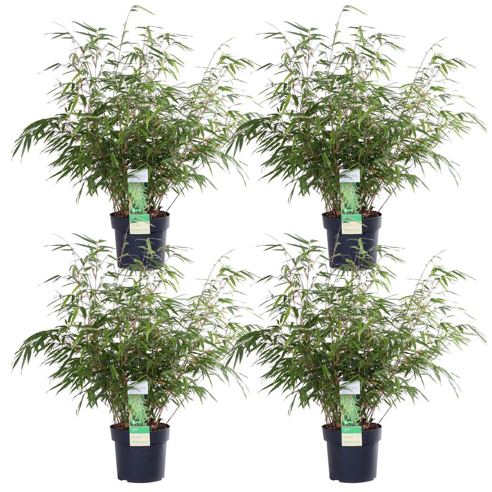 Lot de 4 - fargesia rufa - h60 cm - ø19 cm - plantes d'intérieur