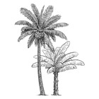 Sticker "palmier" - noir et blanc - 101x134 cm