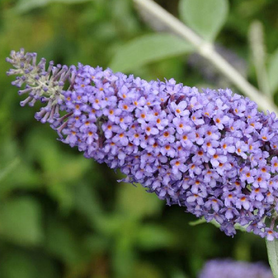 2 x arbre papillons 'lochinch' - buddleja 'lochinch' - 40-60 cm pot