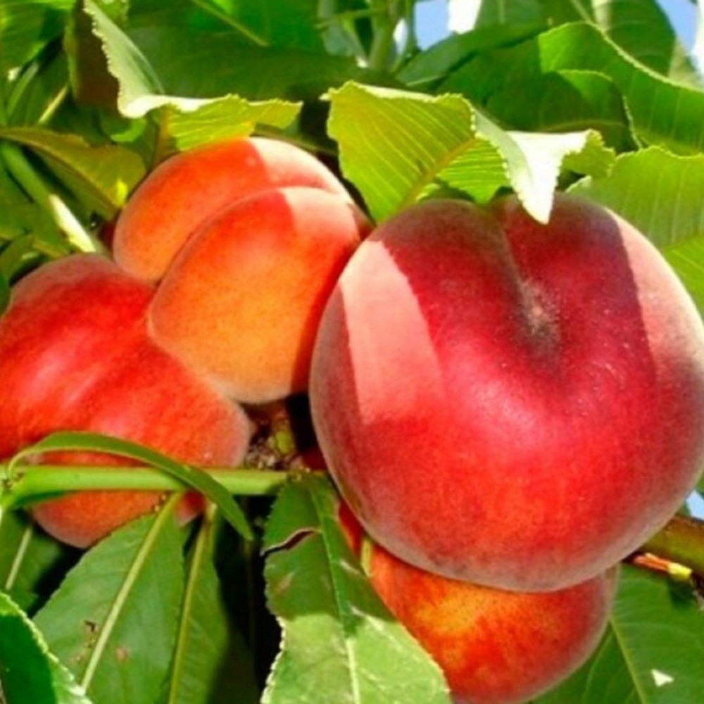 Pêcher suncrest 120cm 5l - prunus persica