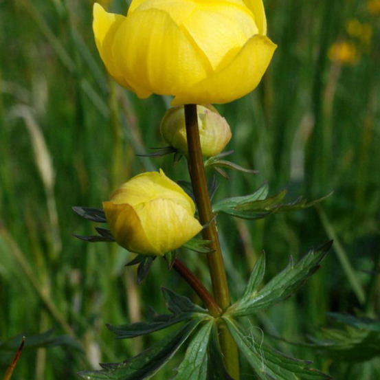6 x trolle d'europe - trollius europaeus - godet 9cm x 9cm