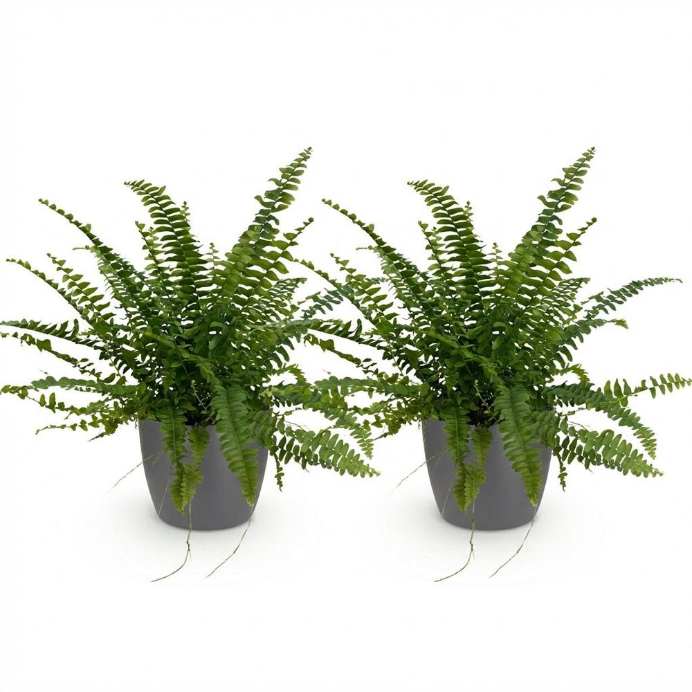 Nephrolepsis exaltata green lady - pet-friendly - pot de 12cm - hauteur 25-30cm