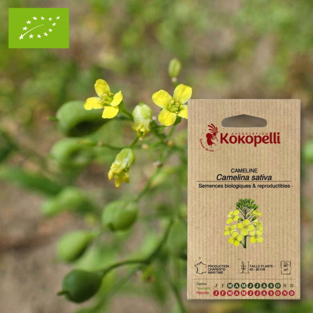 Cameline caméline cultivée- graines bio à semer