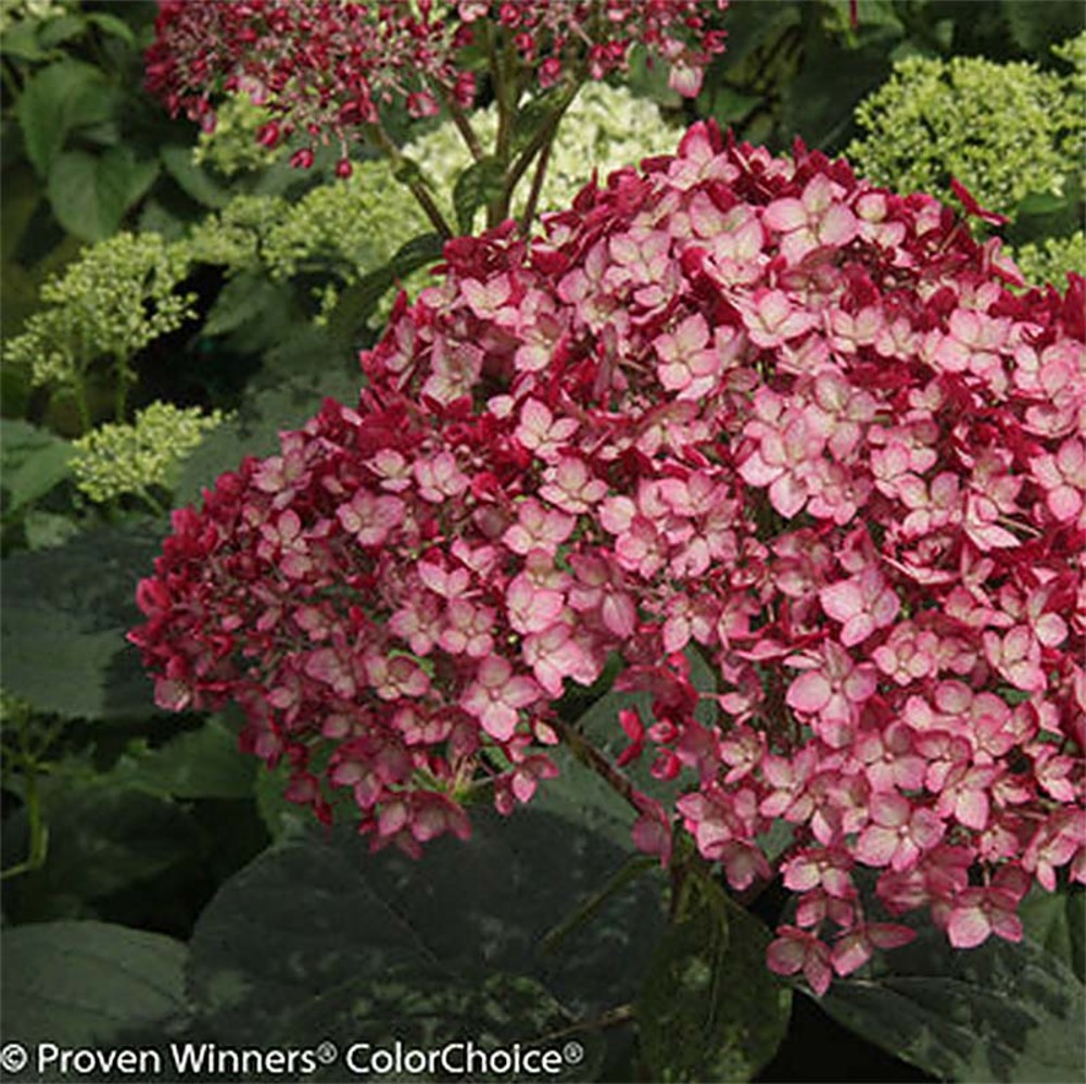 Hortensia de virginie 'ruby annabelle'® pot de 4l/5l