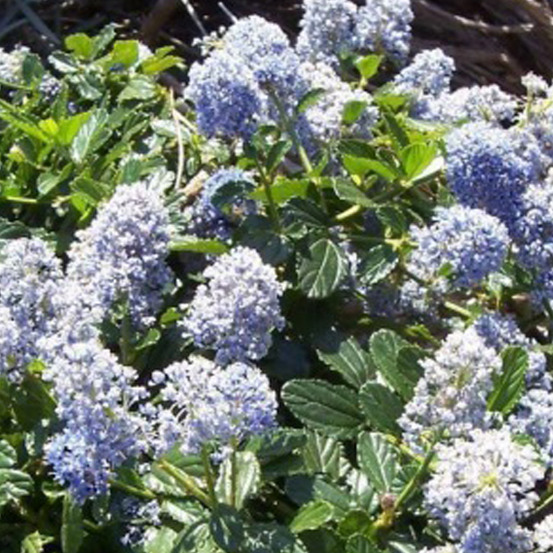 2 x lilas de californie 'edinburgh' - ceanothus 'edinburgh' - 30-40 cm pot