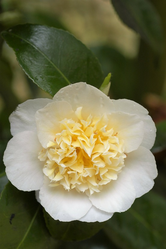 Camélia 'brushfield's yellow' - en pot de 1 litre