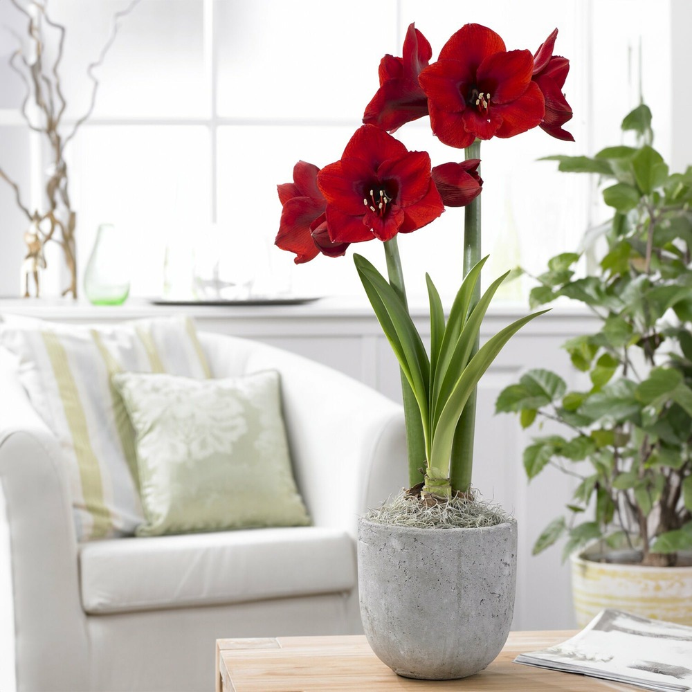 Amaryllis rouge - le sachet de 1 bulbe / circonférence 24cm+