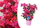 Bougainvillier sur support - fleurs roses - pot 17cm - hauteur 50-60cm
