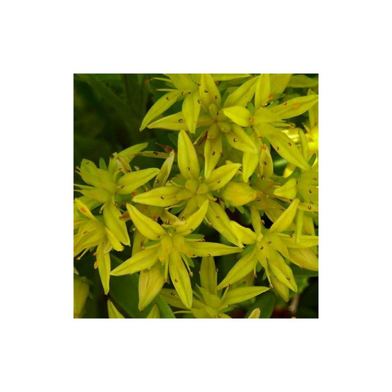 Orpin kamtschaticum, sedum lot de 3 godets