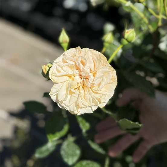 Rosier 'amber voluptia' ®
