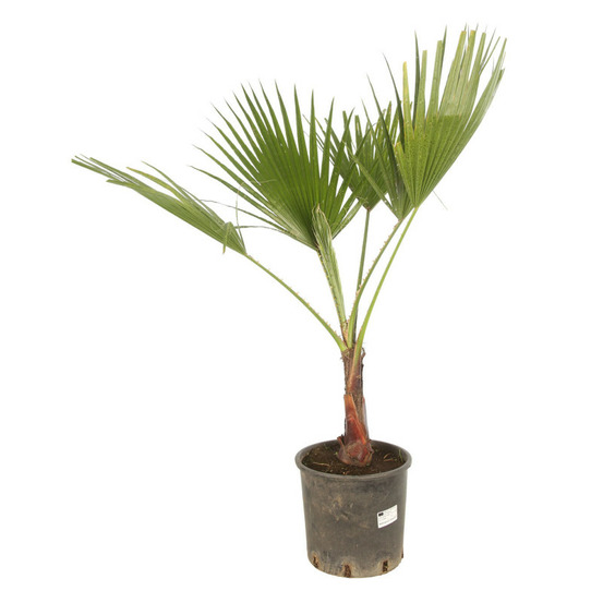 Palmier de californie washingtonia robusta 80/100 cm pot 7l