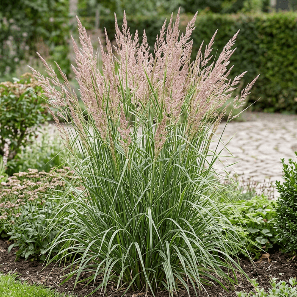 Calamagrostis xacutiflora overdam 40cm pot 3l