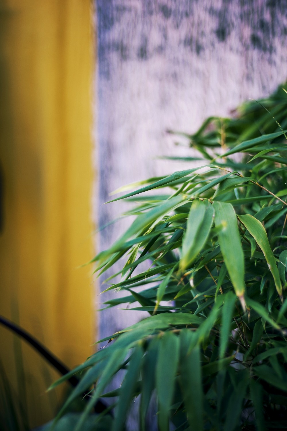 Bambou non traçant 'pingwu' - en pot de 5 litres