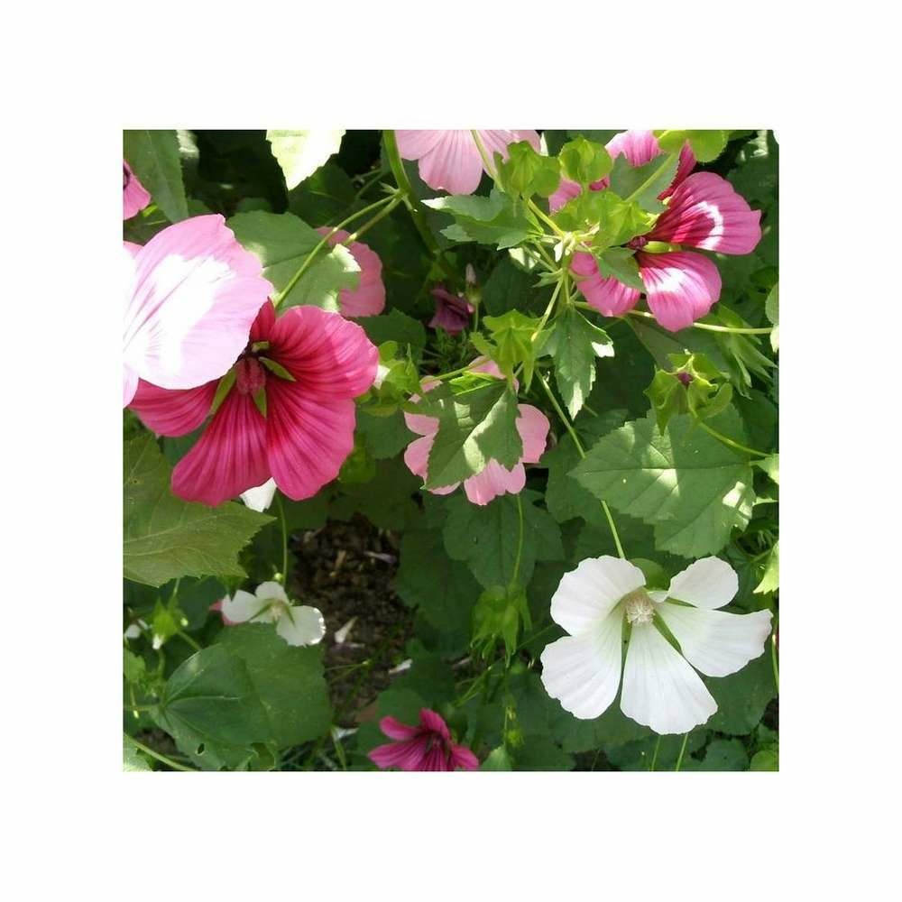 Malope Ã  grande fleur variÃ©e