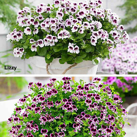 6 pelargoniums odorants mosquitaway lizzy et eva en mélange - les 6 pots / ø 10.5cm