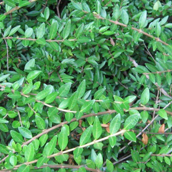 2 x chèvrefeuille à cupule - lonicera pileata - 25-30 cm pot