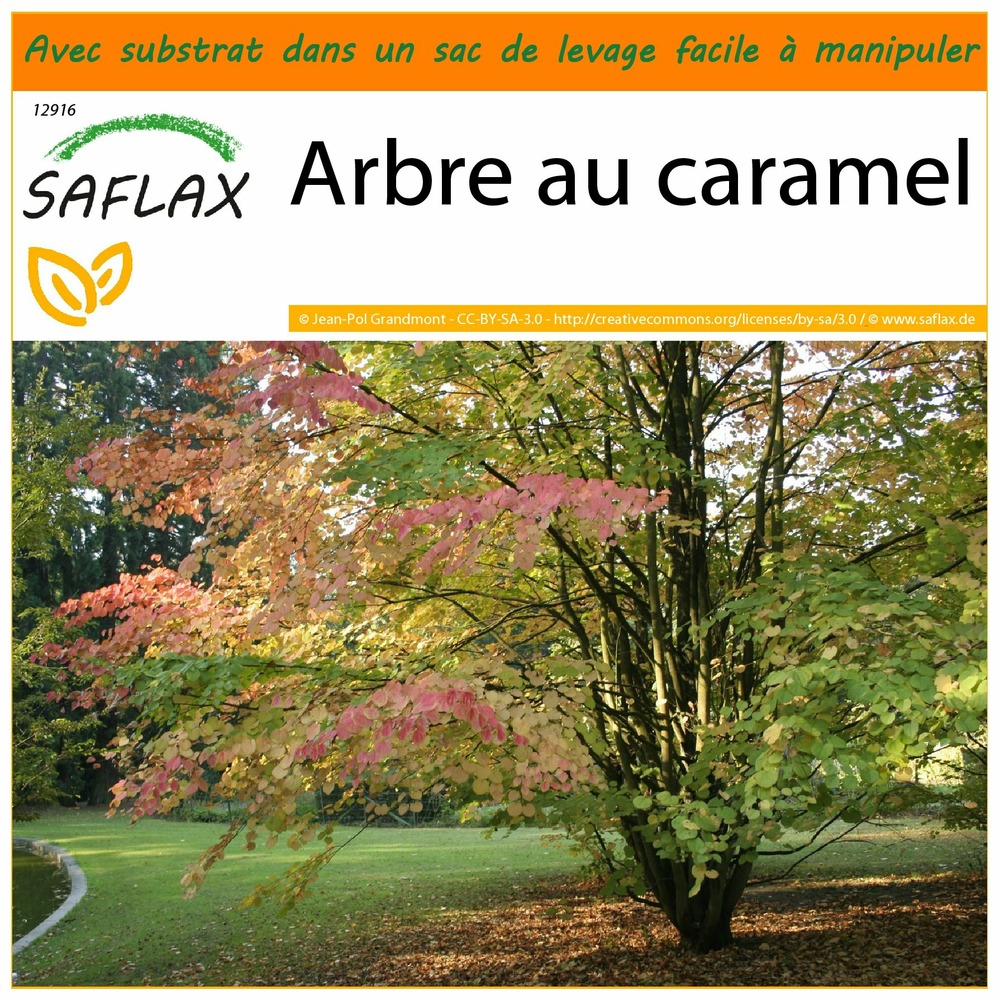 Garden in the bag - arbre au caramel - 200 graines - cercidiphyllum japonicum