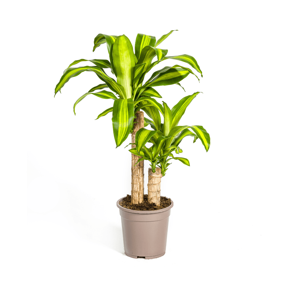 Dracaena fragrans massangeana ø19cm - ↕70 - 90cm - plantes d'intérieur