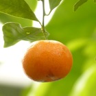 Calamondin mitis/citrus mitis[-]pot de 4 l - tigette