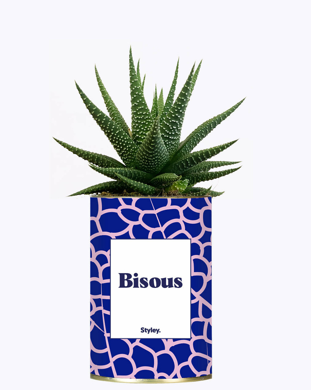 Plante drôle - bisous - cactus