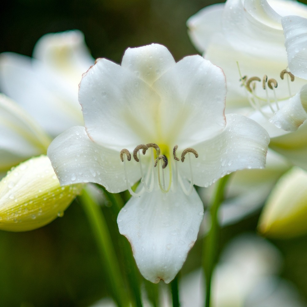 Amaryllis belladonne -blanc- bulbe calibre 20+