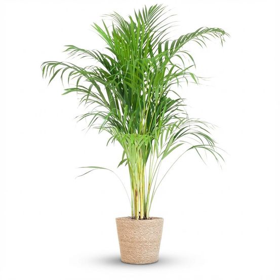 Dypsis lutescens areca - pot de 21cm - hauteur 90 - 100cm - plantes d'intérieur