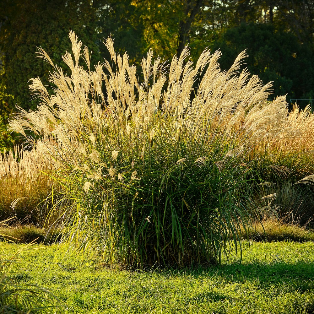 Eulalie ghana - le pot / ø 9cm
