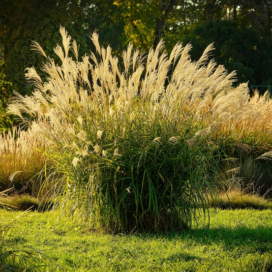Eulalie ghana - le pot / ø 9cm