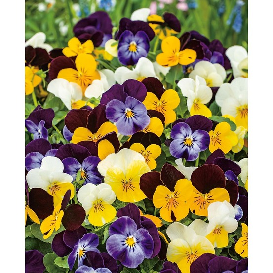 Melange de 12 violas cornuta