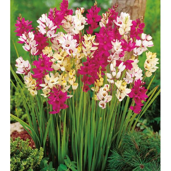 Ixia melange - 20 bulbes