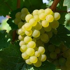 Vigne 'italia blanc' - conteneur 1l - taille 20/40cm