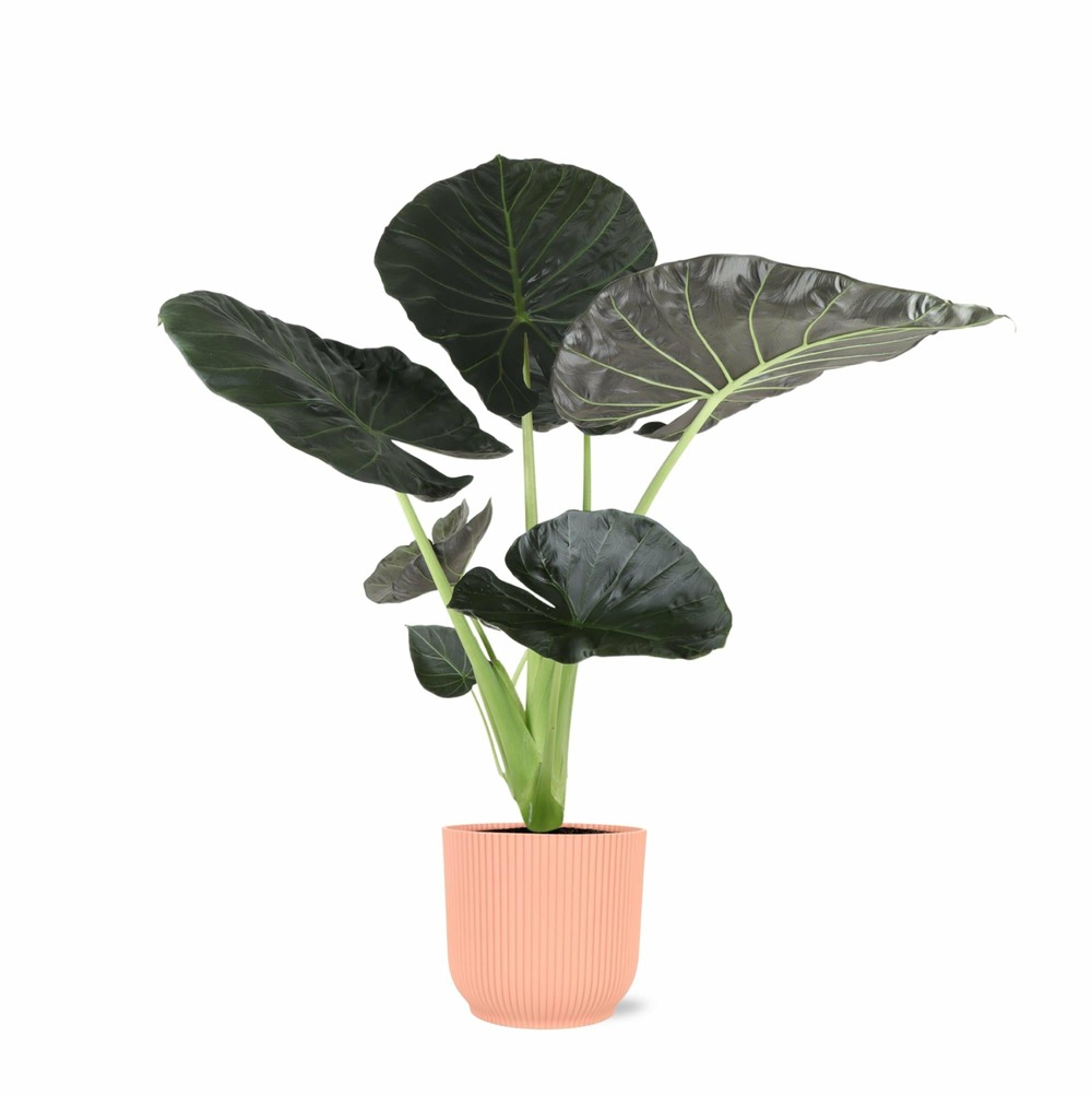 Alocasia regal shield et son pot relief rose - hauteur 100cm