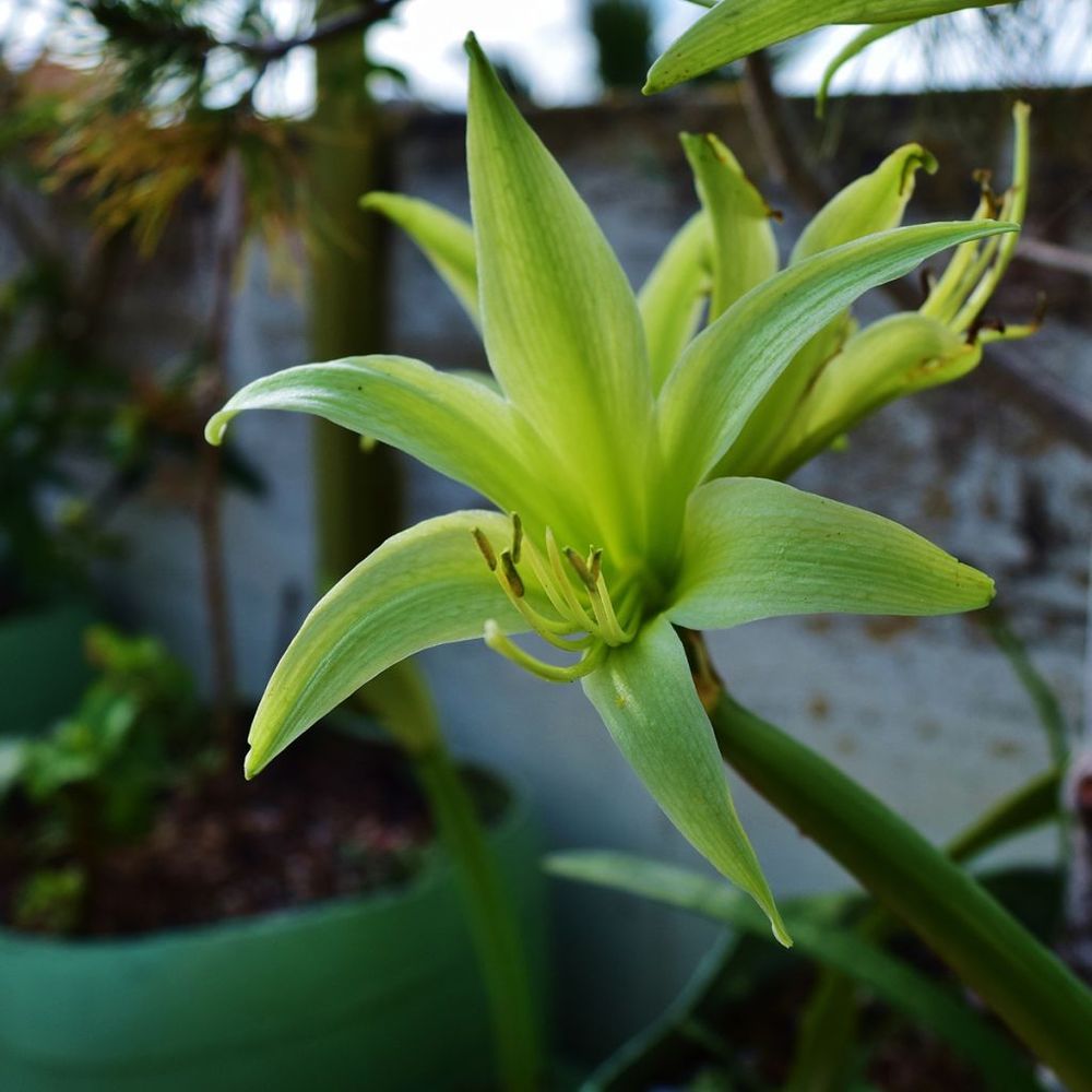 Amaryllis belladonne 'evergreen' bulbe calibre 30/32
