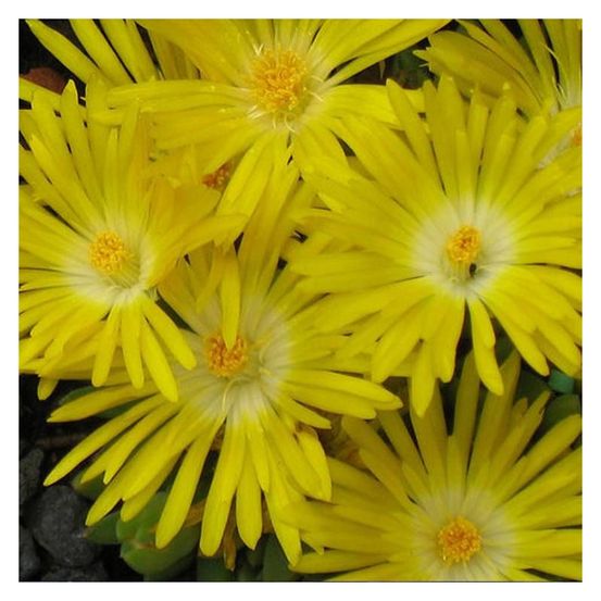 Delosperma golden wonder®, pourpier vivace pot de 3l - 20/40 cm