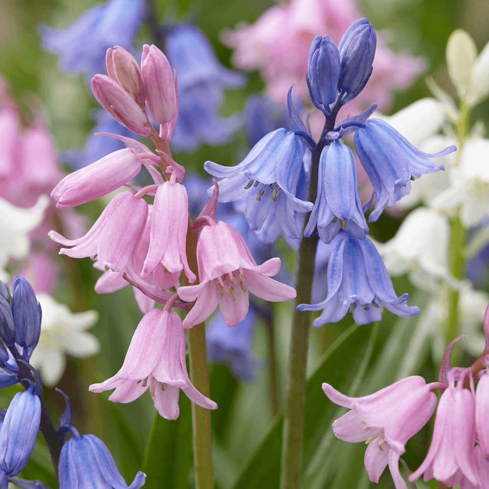 Jacinthe des bois d'espagne en mélange (hyacinthoides) - calibre 7/8 - 160 bulbes