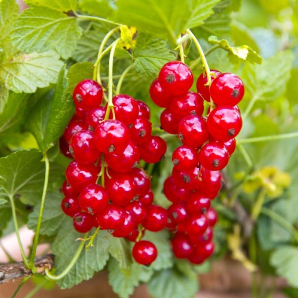 Groseillier Ã  grappes (Ribes Rubrum)