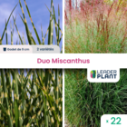 Duo miscanthus - 2 variétés - lot de 22 godets