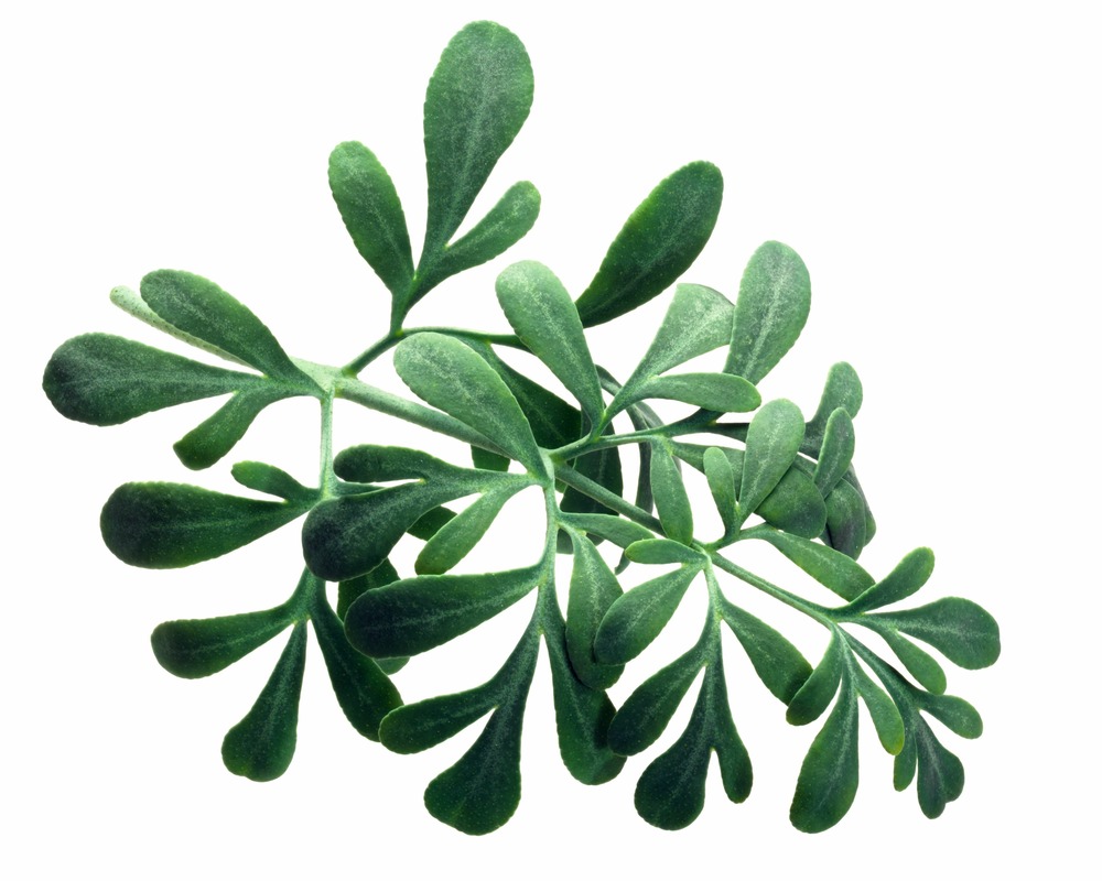 Sachet de graines de rue des jardins - sachet de 1 gramme - petite entreprise française