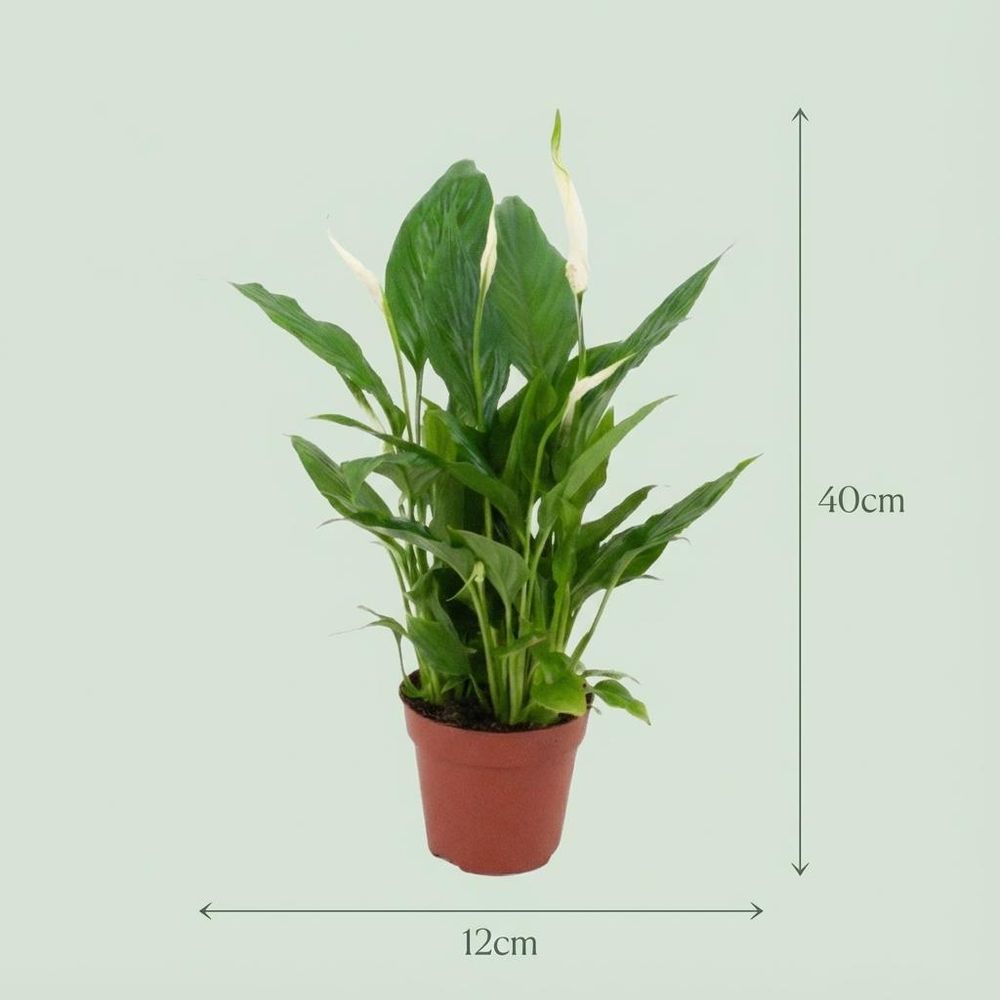 Spathiphyllum