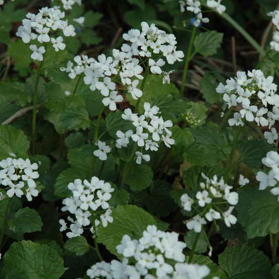 Pachyphragma macrophyllum godet de 8/9 cm