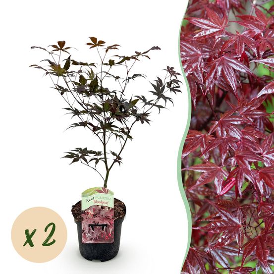 Érable du japon 'bloodgood' - lot de 2 - pot 19 cm - hauteur 70 cm - plante d'extérieur