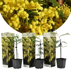 Acacia dealbata 'mimosa' - set de 3 - pot 9cm - hauteur 25-40cm