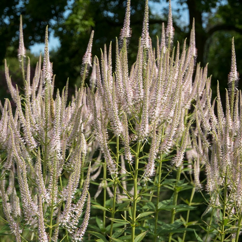Veronicastrum virginicum 'pink glow' godet de 8/9 cm