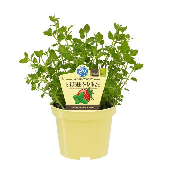 Menthe fraise qualité bio - mentha species - plante aromatique en pot de 12cm
