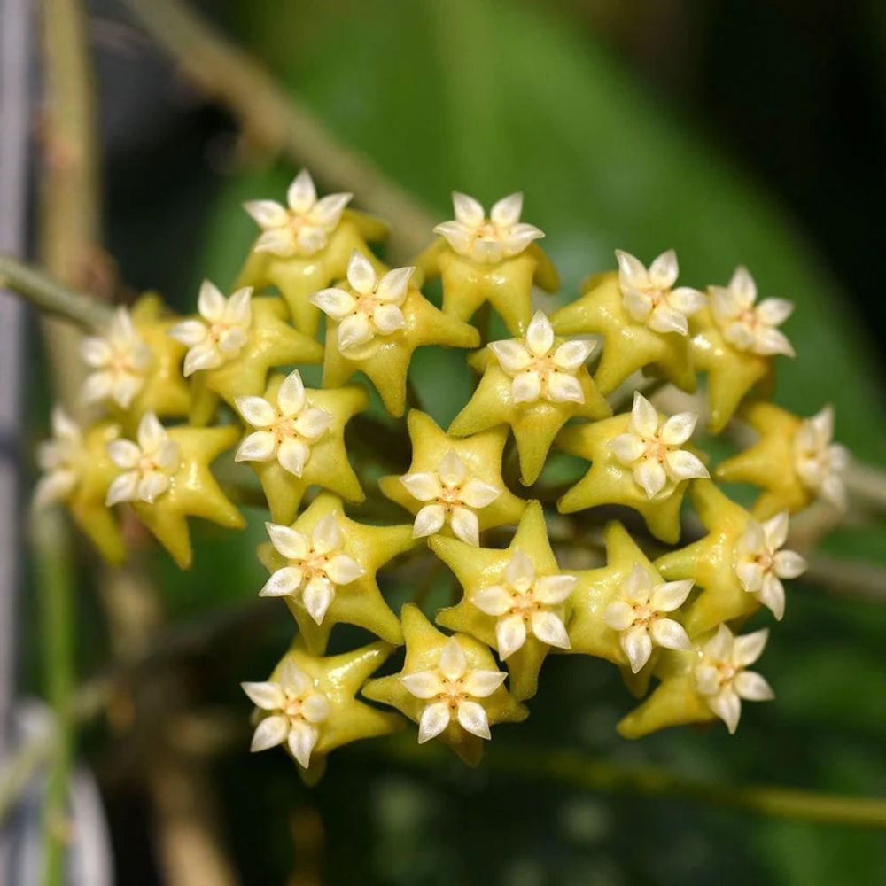 Hoya nicholsoniae 'new guinea ghost' - pot de 8cm