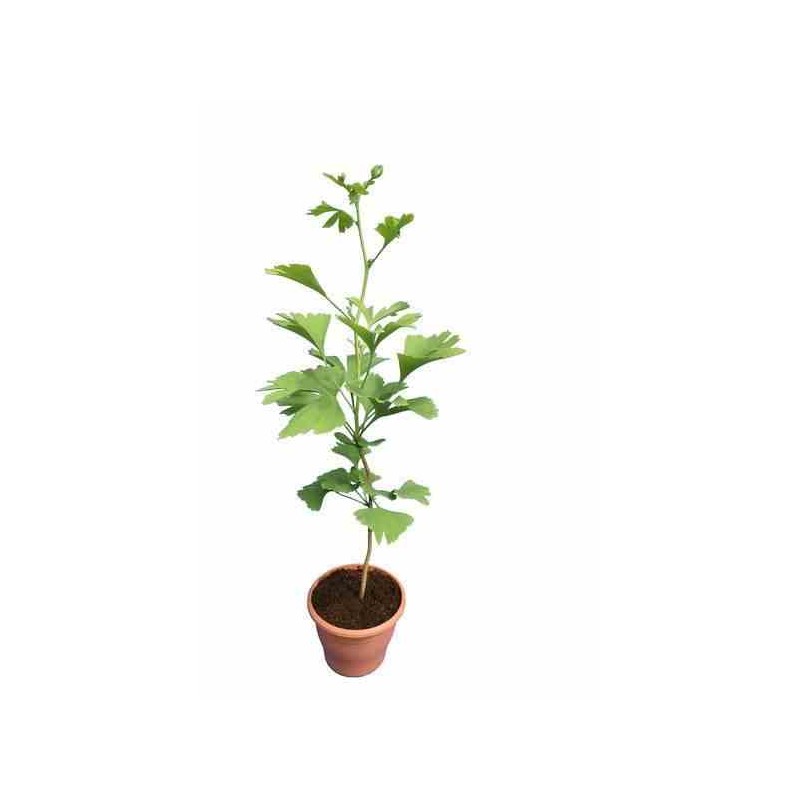 Ginkgo biloba (arbre aux quarante écus ) taille pot de 3 litres ? 40/60 cm -